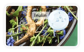 Chicory Root Extract