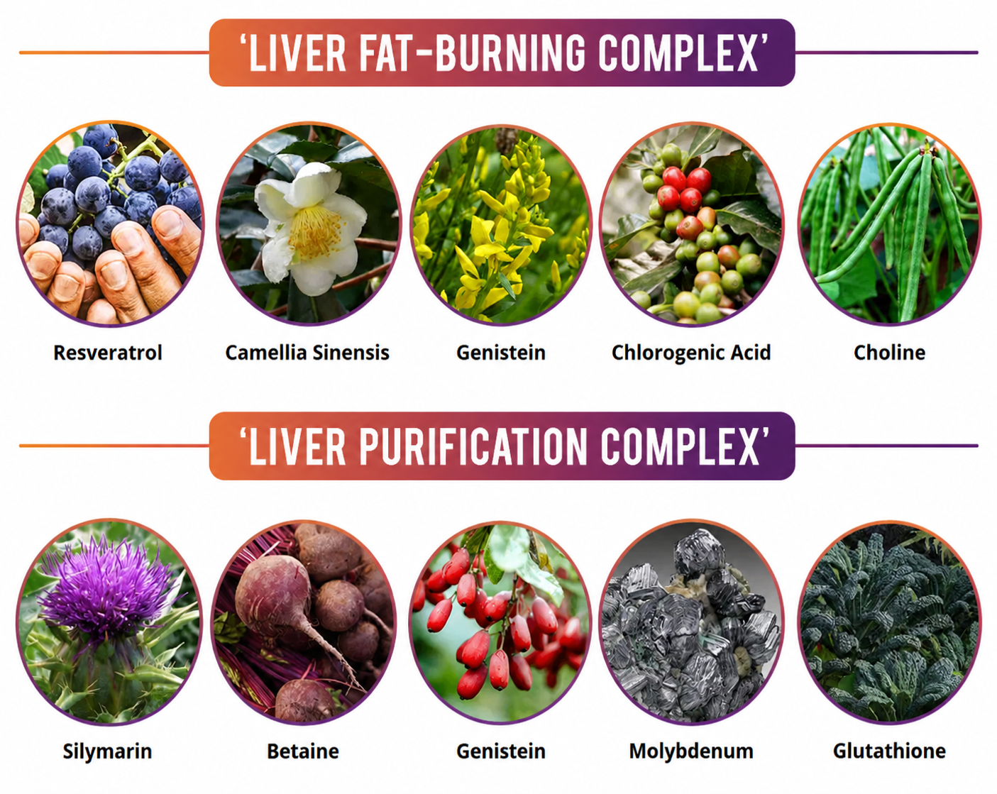 ResveraBurn Ingredients